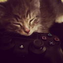 ꜱᴄʀᴇᴀᴍ Discord server icon