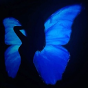 𝒔𝒂𝒑𝒑𝒉𝒊𝒓𝒆🪼⋆.ೃ࿔*:･ Discord server icon