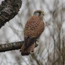 Belgian Birding Buddies