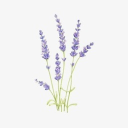 Lavender Meadow Fields Discord server icon