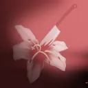 Where The Flowers Bloom Official Server