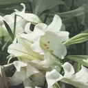 そして、春 .
