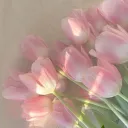 ୨୧ 𝕥𝕦𝕝𝕚𝕡𝕤 ୨୧