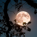 Into The Moon Water Discord server icon