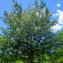 Blanket Discord server icon