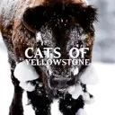 CATS OF YELLOWSTONE … Warriors Roleplay discord icon
