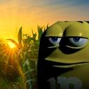 The Cornfield