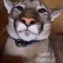 clover's tavern (hangout) !! Discord server icon