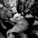 Canine Corner