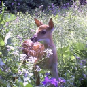 ˚₊· yume meadow ! ✧₊∘