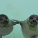 Sealz's Plugins