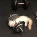 looking for a gym rat... Ok? Discord server icon
