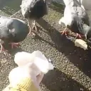 The Pigeon Club server icon