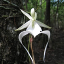 Lily's Garden. Discord server icon