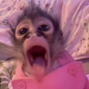 The jungle Discord server icon