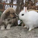 |~| Pupbun |~| server icon