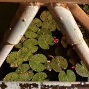 𝑀𝑒𝒾𝑔𝒶𝓉𝓊𝓇𝑒🌸 Discord server icon