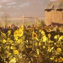 𝗦𝘂𝗻𝗳𝗹𝗼𝘄𝗲𝗿 𝗳𝗶𝗲𝗹𝗱 ⋆ ᶥ 🌻 ᐟ