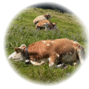 !! ✿Yume Meadow🐮 !! Discord server icon