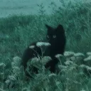 CATSLAND