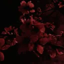 ︵「 ARCHIVED 」Where Life and Death Collide. ◞