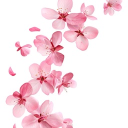 ♡   .   —  ꒰ 𝑪𝒆𝒓𝒊𝒔𝒆 ꒱ Discord server icon