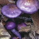 Unnatural Biotics: Tainted Facilities