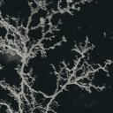 𝜗℘　⎯⎯　last standing　˳˳˳ Discord server icon