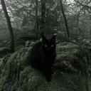 Finn's grove Discord server icon