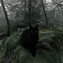 Finn's grove
