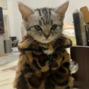 ノleoㆍdecorㆍcats ㆍsocial Discord server icon