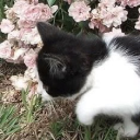 𐙚˙⋆.˚ the ninth garden Discord server icon