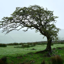 Hawthorne's Forest