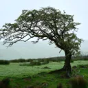 Hawthorne's Forest
