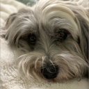 Shadow's HQ Discord server icon