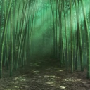 竹林-Bamboo Grove 𝒞𝒽𝒾𝓁𝓁, 𝐻𝒶𝓃𝑔𝑜𝓊𝓉, 𝒮𝑜𝒸𝒾𝒶𝓁 𝒮𝑒𝓇𝓋𝑒𝓇 Discord server icon
