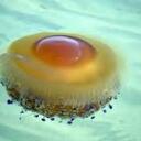 TheFriedEggJellyFish Discord Server Icon