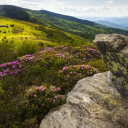 Horizon Wolves Discord server icon