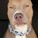 Kvroqs fridge Discord server icon