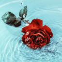 Rose Discord server icon