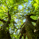 the backwoods Discord server icon