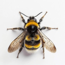 DissociAided Discord server icon