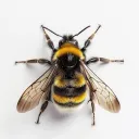 DissociAided discord icon