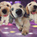 ‧˚꒰ 𝓹𝓪𝓻𝓽𝔂 𝓹𝓾𝓹𝓼 ₁₇₊🐾 ୭ ˚. ᵎᵎ Discord server icon