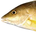 The Fish Market
