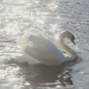 っ ̯ -｡   c𝓲sne   🦢   𝓼ocial  ☥