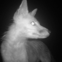 drowsy ᶻ Discord server icon