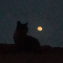 /midnights Discord server icon