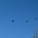 Livv’s Debates Discord server icon