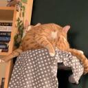Gingernut cat posting